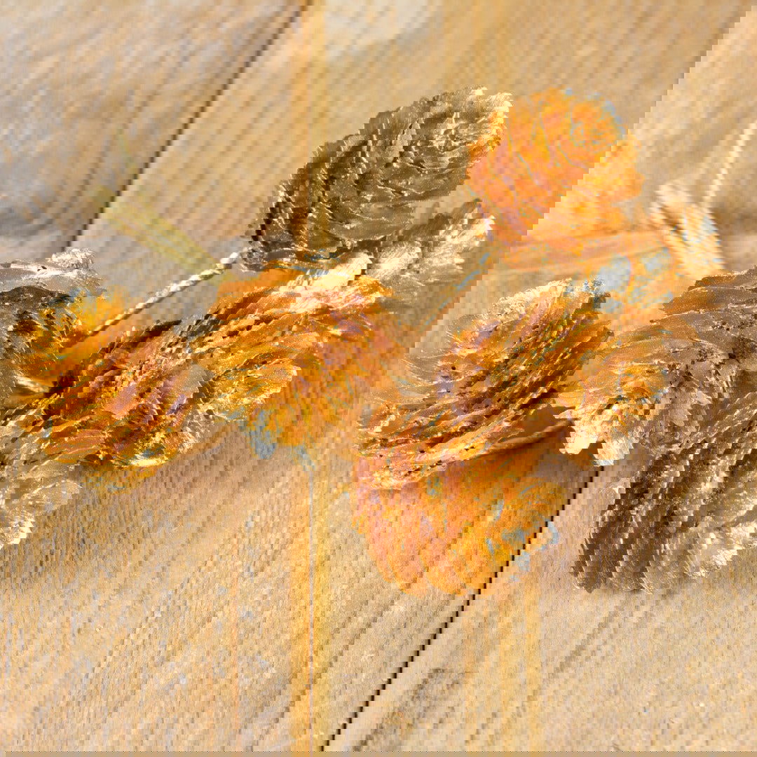 Decoratie Dennenappeltje - Kadopapier.net