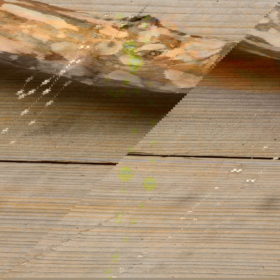 Balletjes Cadeaulint Lindegroen - Kadopapier.net